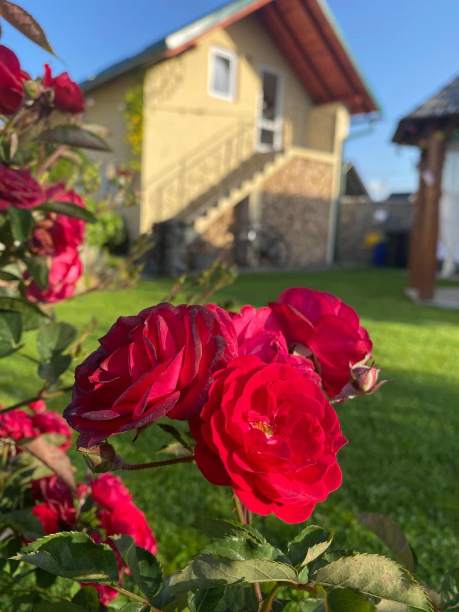 Casa Moldovan Ocna Şugatag Buitenkant foto